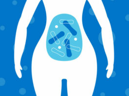 Les probiotiques pourraient-ils aider à perdre du poids?