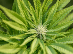 Ce que vous devez savoir sur Delta-8 (tétrahydrocannabinol)