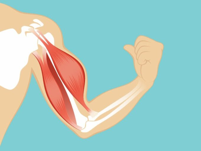 Anatomie, fonction et diagramme du muscle Procerus - santemedicals.com